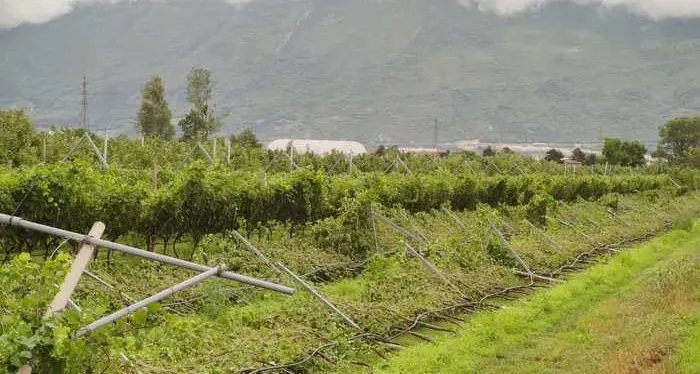 Tromba d’aria e pioggia: l’agricoltura del Basso Sarca è in ginocchio, persi i raccolti di uva, mele e gran parte delle olive