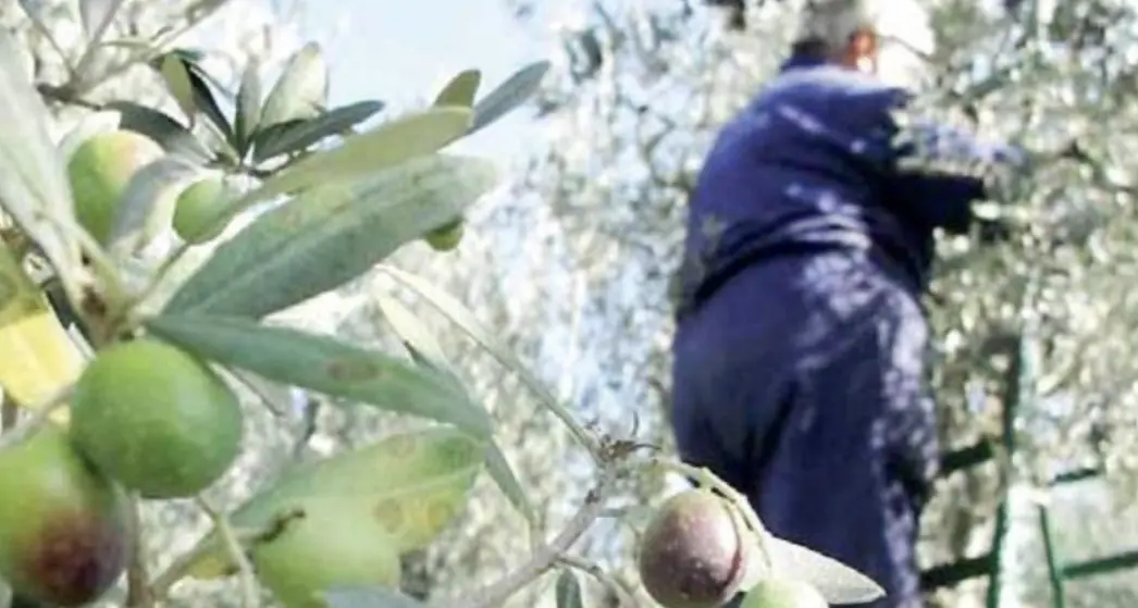 Stagione climatica anomale: olive in anticipo, ma sono belle e sane