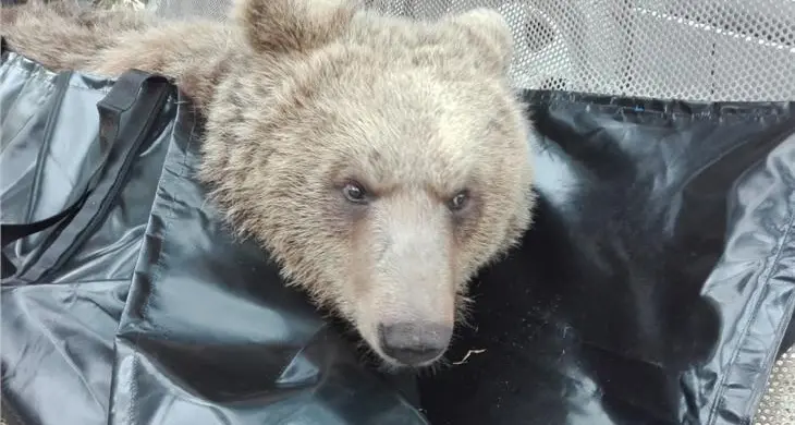 Applicato il collare all’orso «trentino» in trasferta a Monte San Vigilio