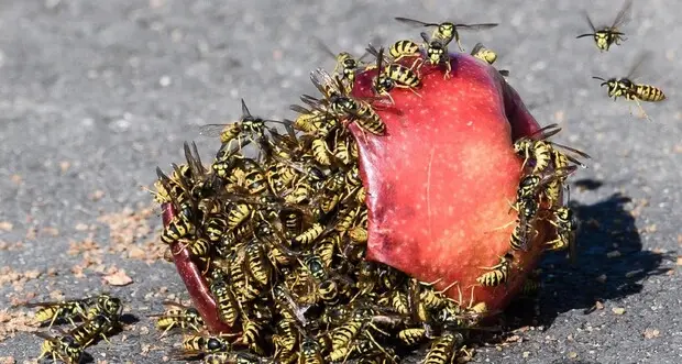 Arriva il vaccino contro le punture delle vespe: ecco come funziona