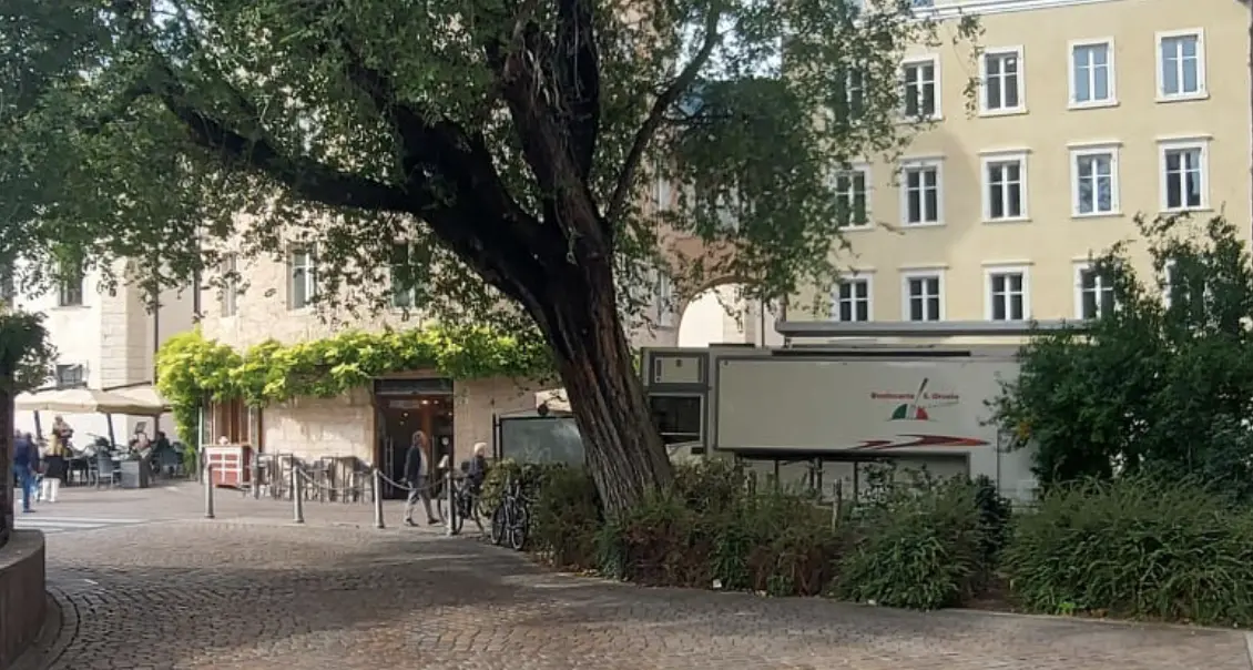 Inclinato e pericolante l’olmo di piazza Fiera, abbattimento urgente