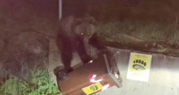 L’orso confidente di Dimaro ora ha un nome: è M90