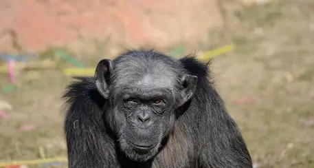 Morta nel Parco Natura Viva di Bussolengo Judy, la scimpanzé più anziana d'Europa