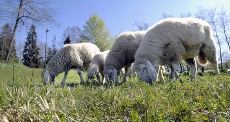 Uccisero una pecora durante il lockdown per fare una scorta di carne: tre imputati