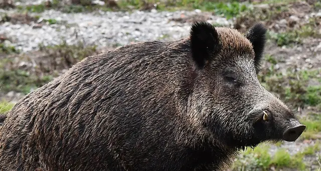 Peste suina: nel Lazio infetti due maiali d'allevamento