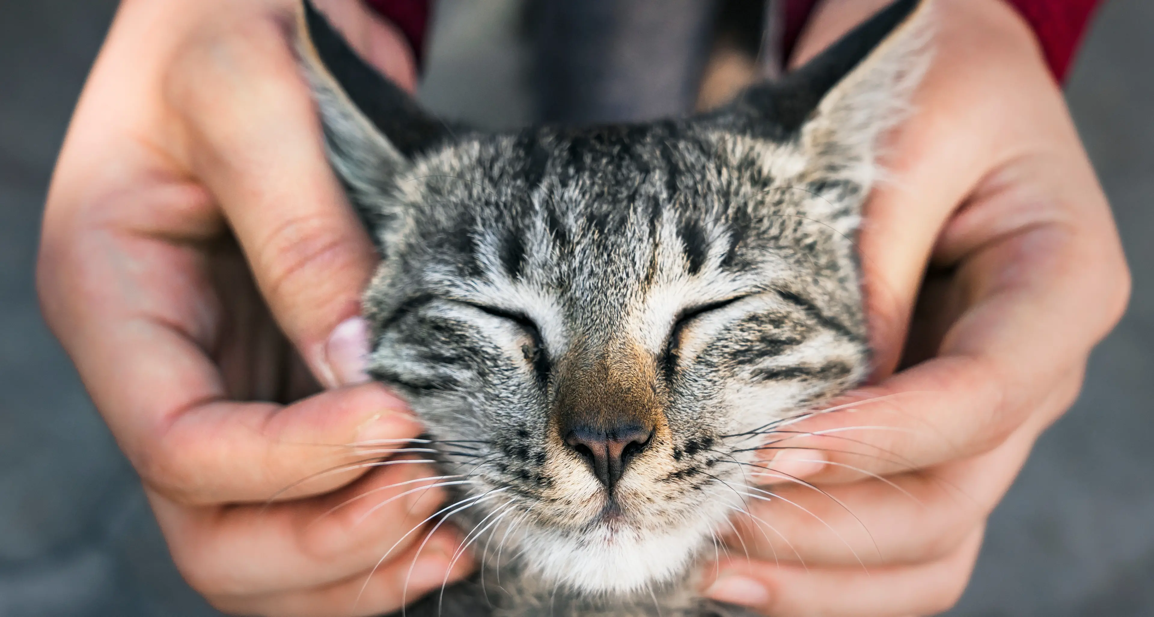 Giornata Nazionale del Gatto, uno degli animali più amati dagli italiani: sono oltre 10 milioni quelli domestici