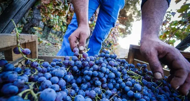 Vendemmia sempre più in balia degli eventi climatici: ecco come sarà la qualità dell’uva quest’anno