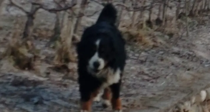 Cane smarrito, ricatto su Facebook: «manda foto sexy per riaverlo», ma l’animale è stato ritrovato morto