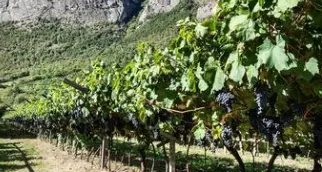 Il clima è cambiato, e anche le piante: i consigli dell'agronomo Michele Scrinzi fra vendemmia e frutta