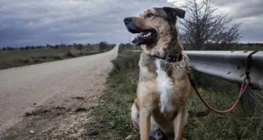 Patente sospesa a chi abbandona un animale: la proposta approvata in Commissione parlamentare