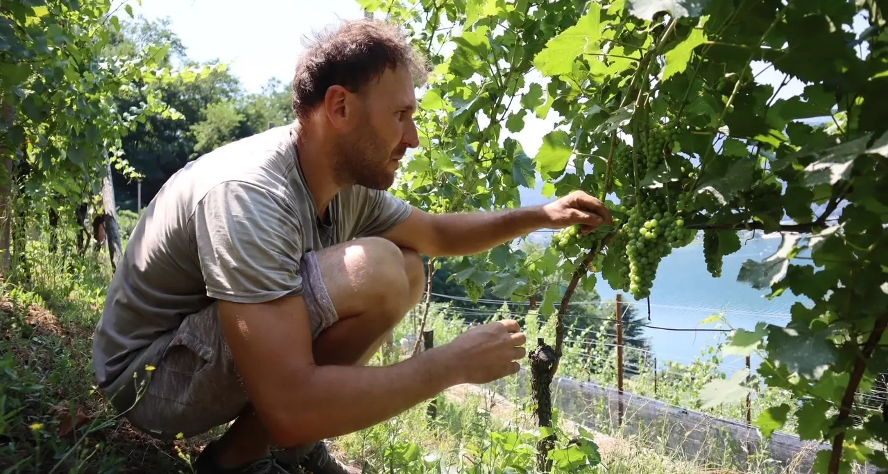 Tenna, tornano i vigneti sul lago (grazie ad un giovane cantiniere coraggioso) – VIDEO INTERVISTA