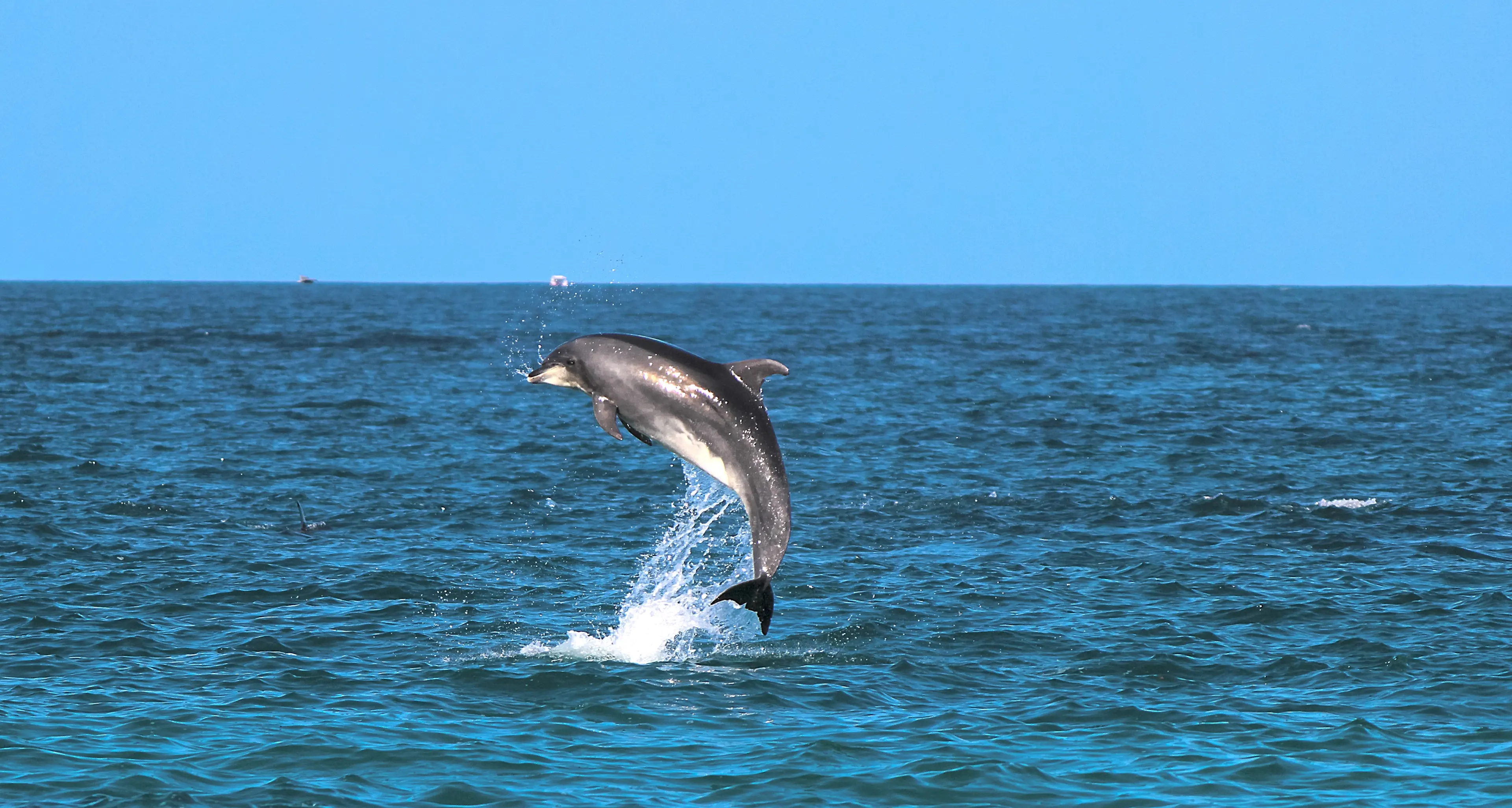 Giappone, bagnanti attaccati dai delfini vicino alla spiaggia