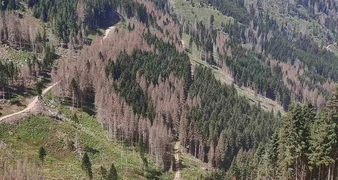 Il bostrico in regressione, passato il picco, danni calati di due terzi: più colpito il Trentino orientale