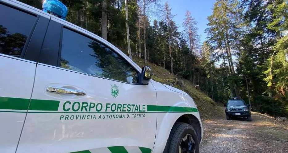 Provincia e gestione degli orsi, i 10 forestali in più per i grandi carnivori… sono spariti