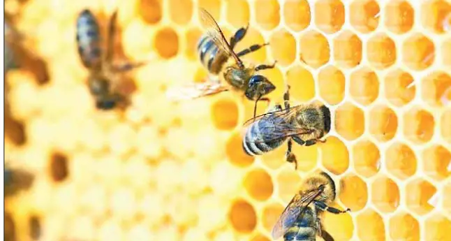 Piombo e fitofarmaci vietati rinvenuti nel polline portato dalle api