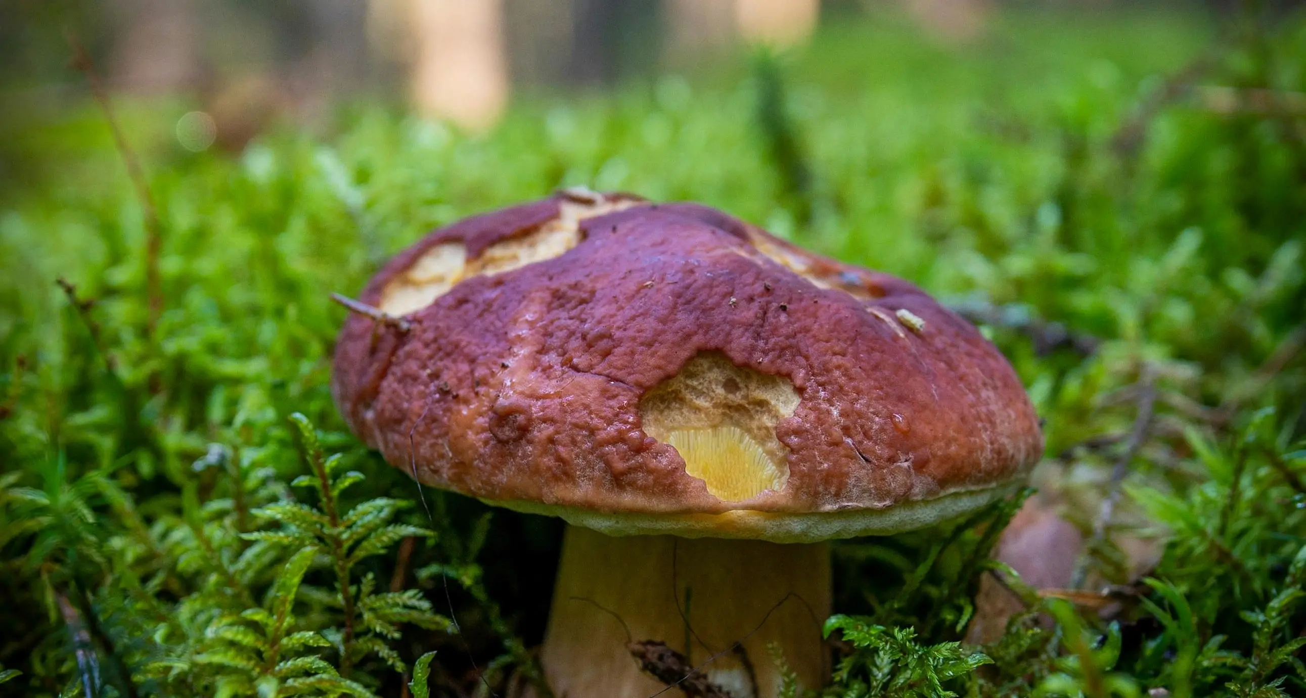 Permessi per i funghi in Alto Adige, aumenta la tariffa (era ancora invariata da 17 anni)