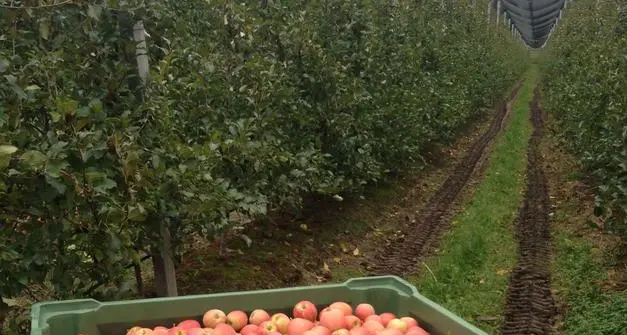 Produzione di mele in crescita nel 2025 in Trentino e in Alto Adige