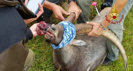 Ingoia una scatoletta di tonno e rischia di morire soffocato: salvato uno stambecco