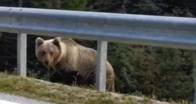 Paura a Vezzano: un orso va a sbattere contro una macchina, illeso l’automobilista