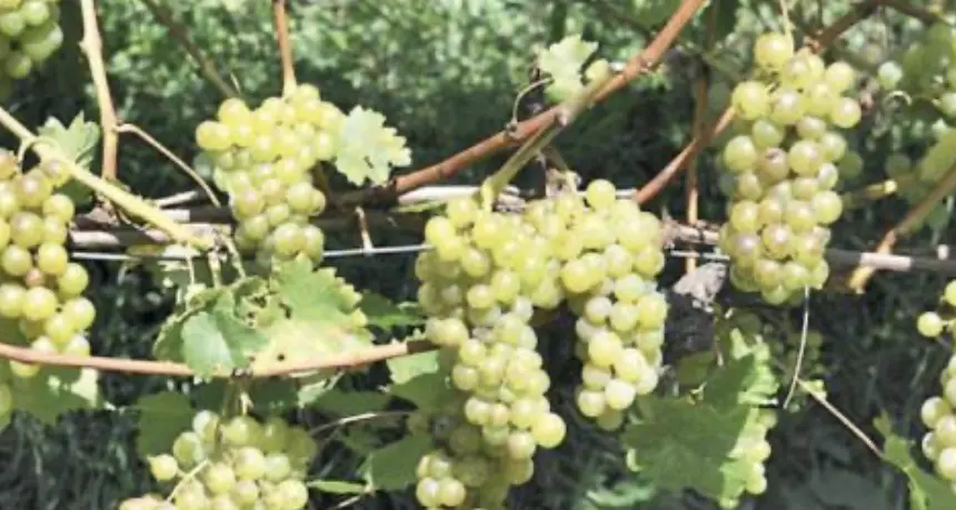 Giudicarie, nasce la Comunità che crede nel vino: crescono gli ettari coltivati