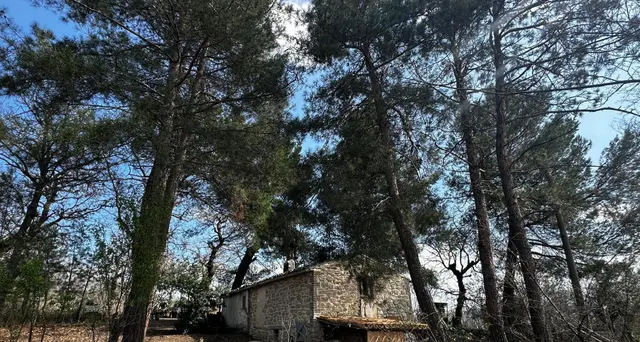 Famiglia nel bosco: Pillon, richiesta per costruire la nuova casa