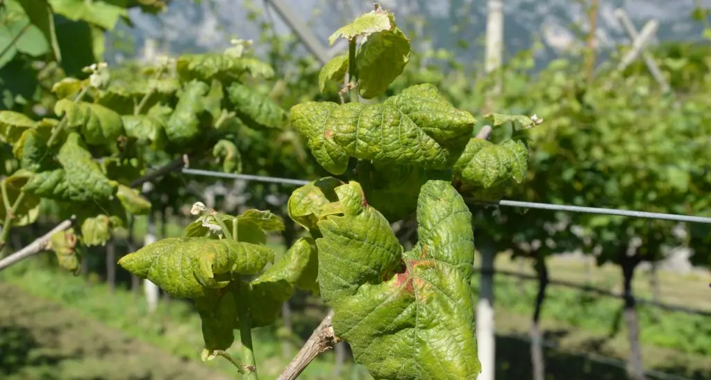 Scopazzi del melo, cimice asiatica e potenziali nuove minacce invasive: il punto della situazione dell’istituto di San Michele