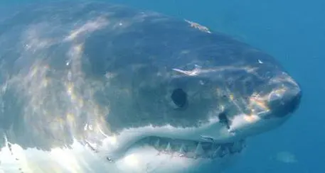 Surfista muore attaccato da uno squalo in California