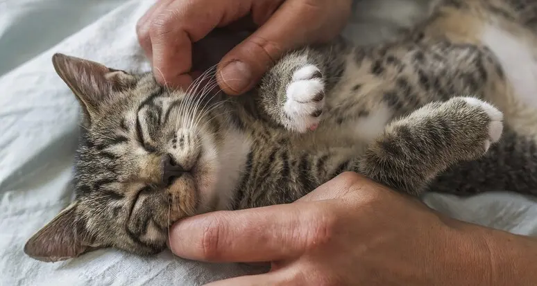 Università di Vienna: scoperto il meccanismo che permette ai gatti di fare le fusa