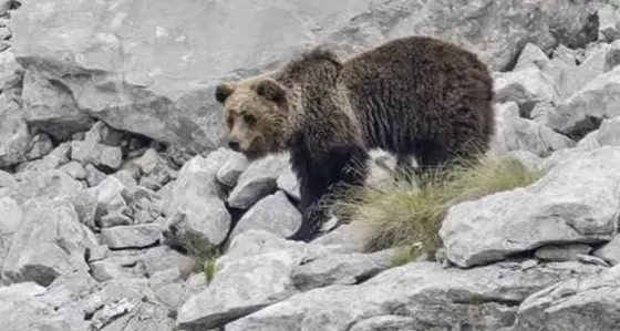 Aumenta ancora il numero degli orsi, stabili i lupi: ecco tutti i numeri dei grandi carnivori in Trentino