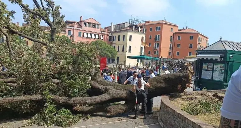 Paura a Venezia: cade un albero al terminal auto, dieci feriti