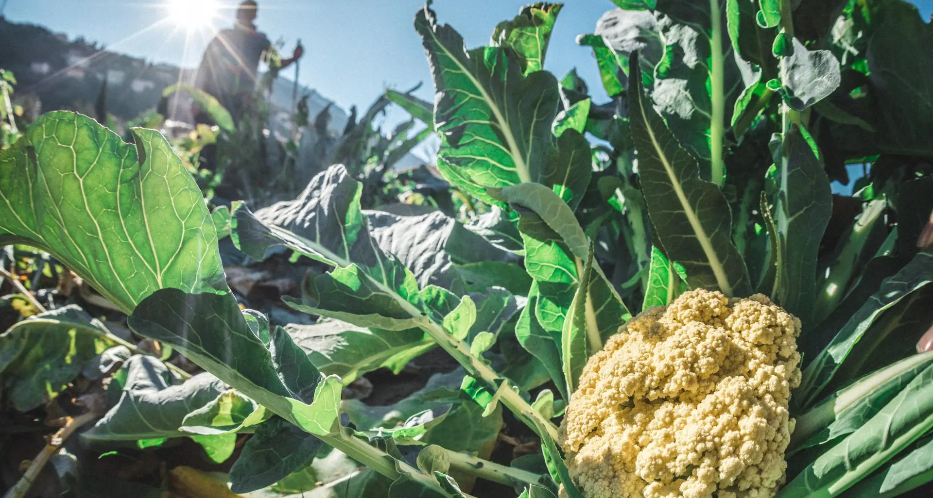 Broccolo di Torbole, il maltempo rovina il raccolto e la festa annuale di metà gennaio