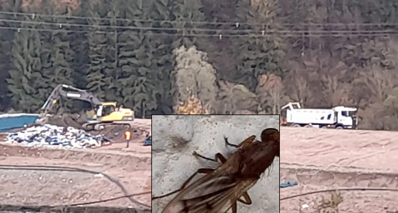 Imer, la Provincia riapre la discarica e dai teloni parte una nuvola di insetti mai visti