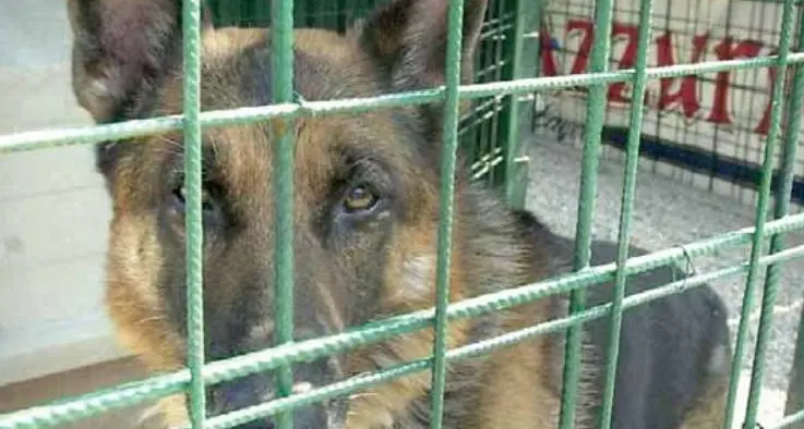 Casa troppo sporca, a rischio sanitario: sequestrati i cani alla coppia di residenti