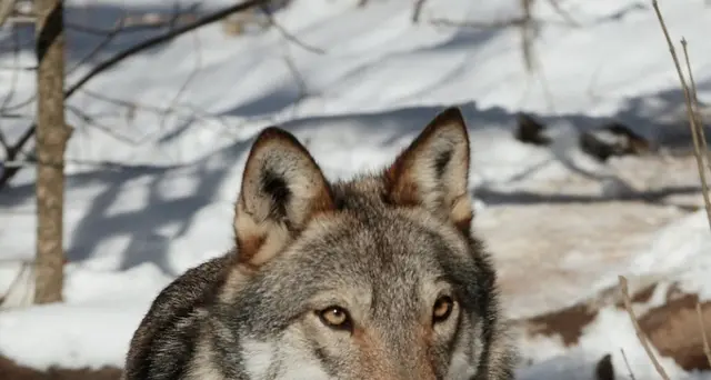 Parchi: morto lupo Merlino, simbolo dei Sibillini