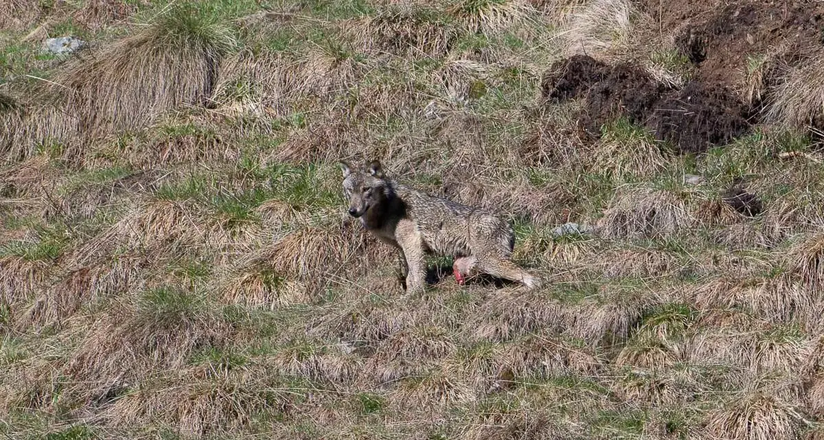 Avvistato lupo senza una gamba: vittima di bracconieri con la tagliola o il fucile al passo Tonale
