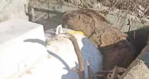 Cervo braccato dal lupo rimane in trappola: corsa per salvarlo