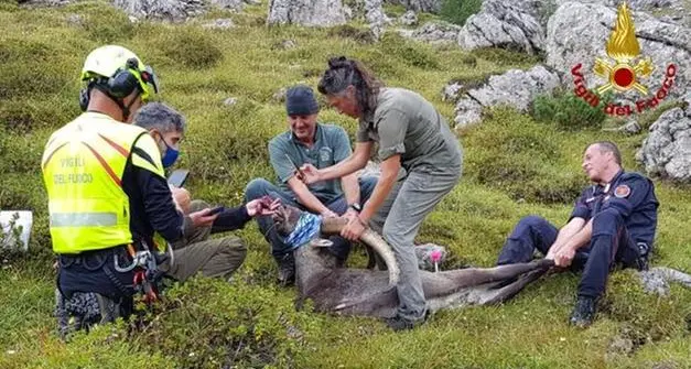 Aveva ingoiato una scatoletta di tonno arrugginita: è morto lo stambecco ferito