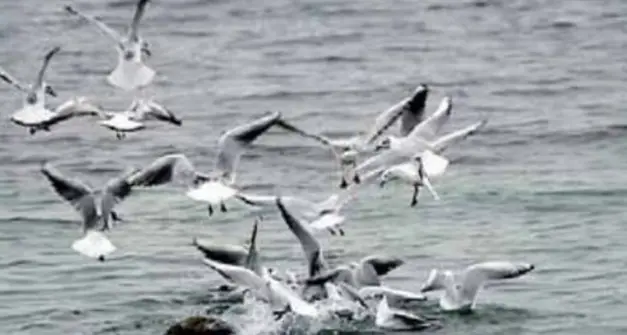 Arriva la conferma: i gabbiani del Garda muoiono di aviaria