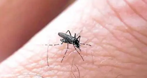 «West Nile, via ai controlli anche sulle trasfusioni»