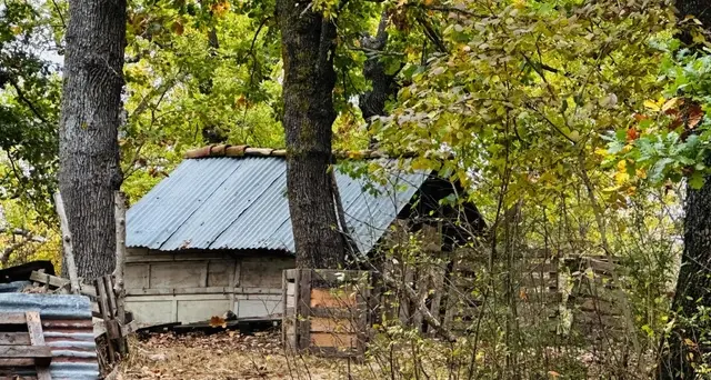 Famiglia nel bosco: Cantelmi, ogni giorno che passa è un dolore in più