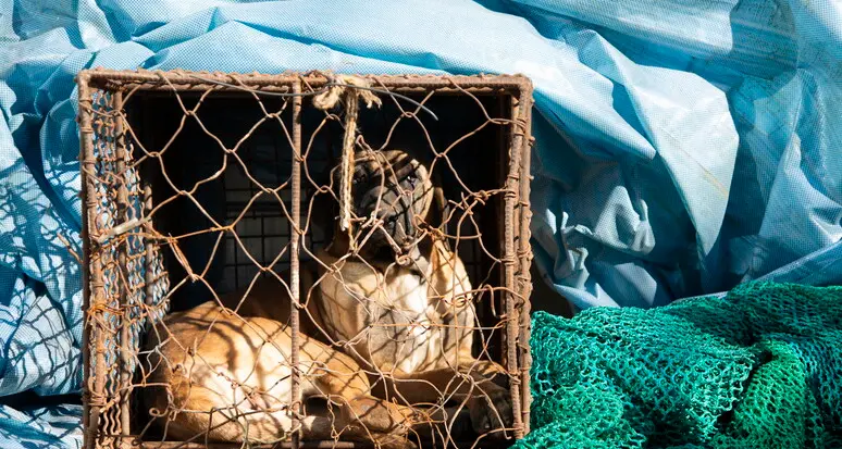 La Corea del Sud mette al bando la carne di cane