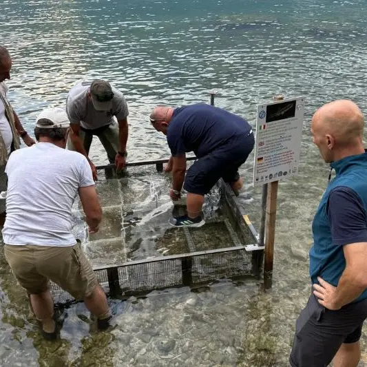Un milione di uova di alborella nel Garda: terzo intervento di ripopolamento, ma non è facile