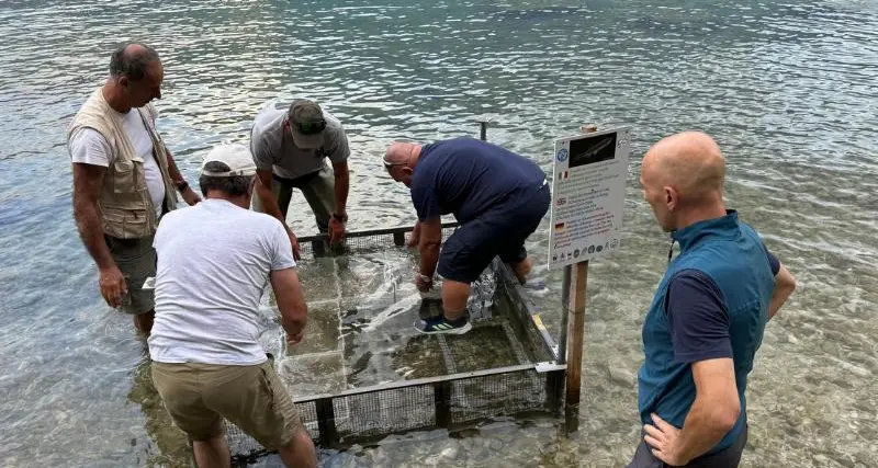 Un milione di uova di alborella nel Garda: terzo intervento di ripopolamento, ma non è facile