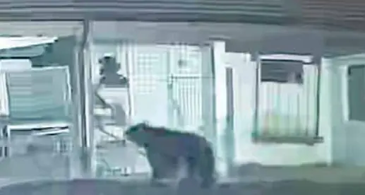 Doppia incursione dell’orso a Toss: razziati conigli e galline – Il video
