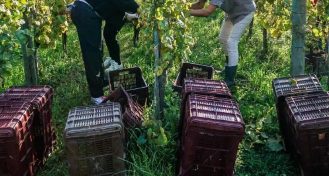 Sicurezza sul lavoro, in Trentino il 55% dei controlli svelano irregolarità (soprattutto lavoro in nero)