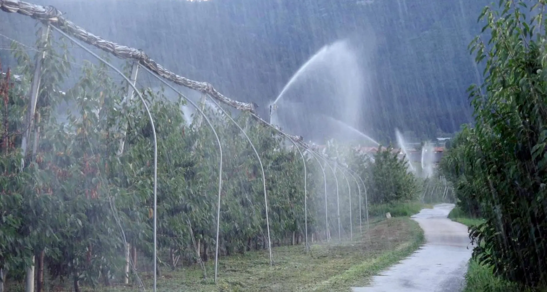 Siccità, in Trentino è allarme, ma per ora le colture stanno bene: «ottima stagione per le mele, raccolta dal 7 agosto. E vendemkmia da Ferragosto in poi»