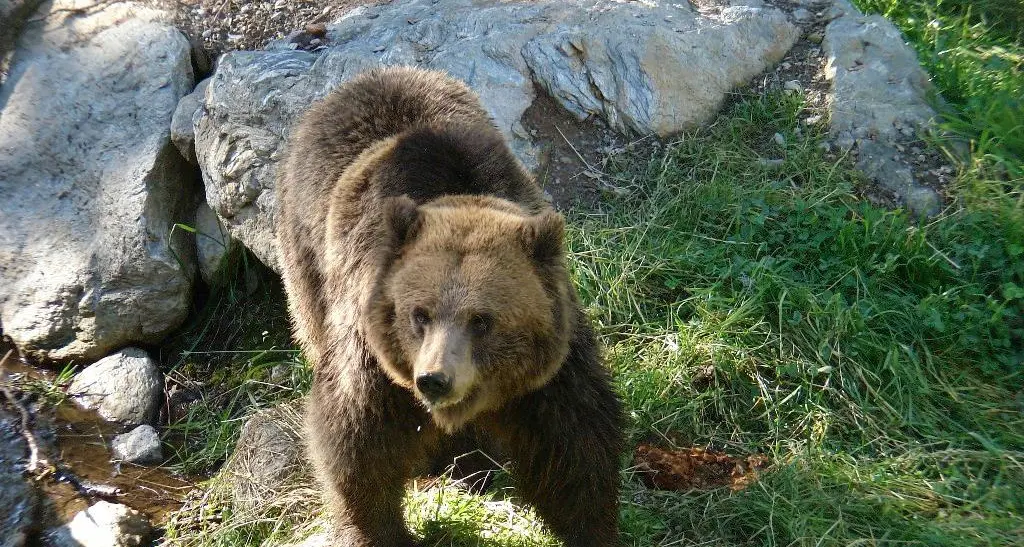 L’orso M62 è stato ucciso da un altro esemplare: fine del giallo