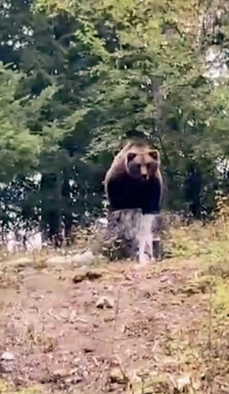Il corpo dell’orso M62 consegnato ieri sera all’Istituto Zooprofilattico Sperimentale delle Venezie