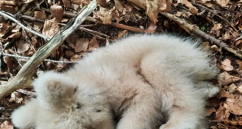 Trovato morto un orsetto albino sulle falde del Monte Bondone, sul sentiero per Malga Albi