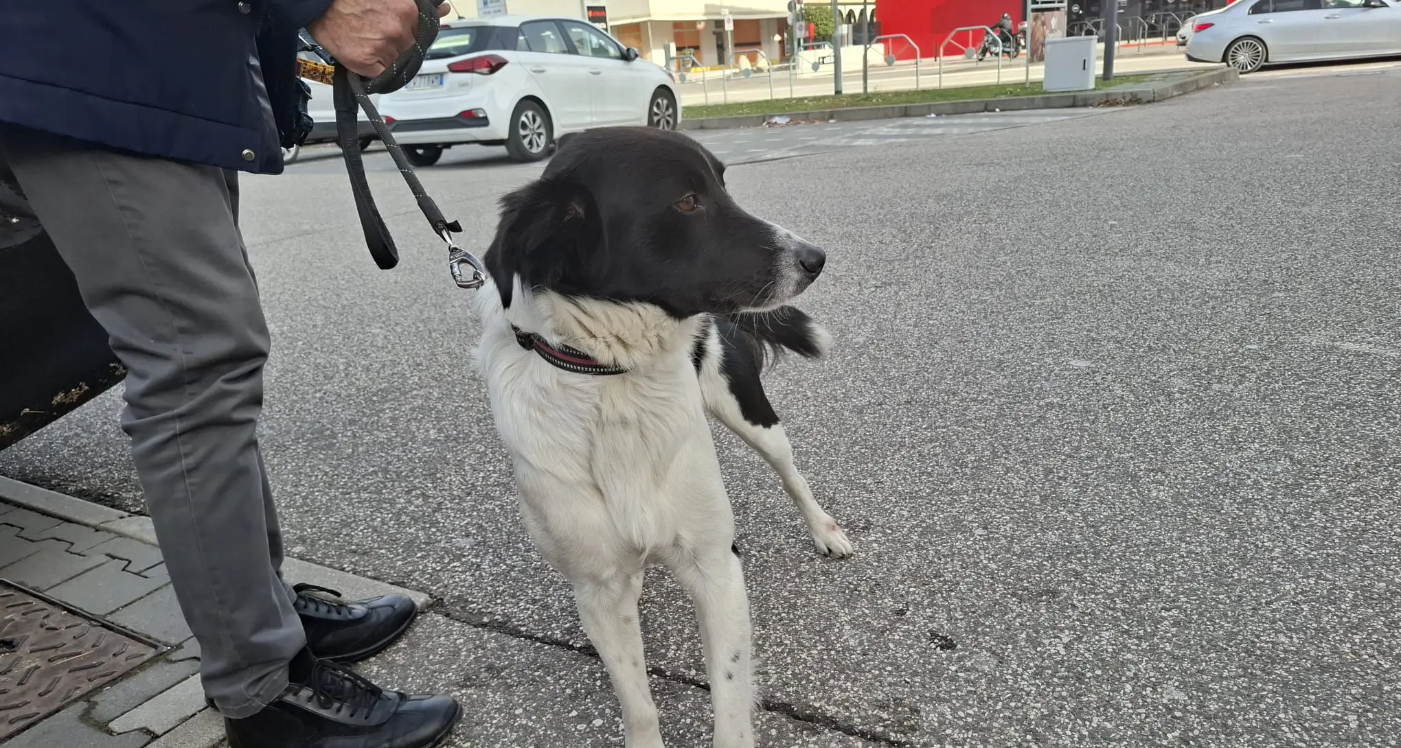 Divieto di accattonaggio con animali, primi interventi della Polizia locale